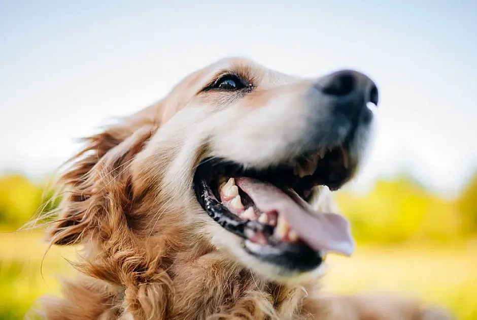 How to Choose Pet Insurance That's Right for You