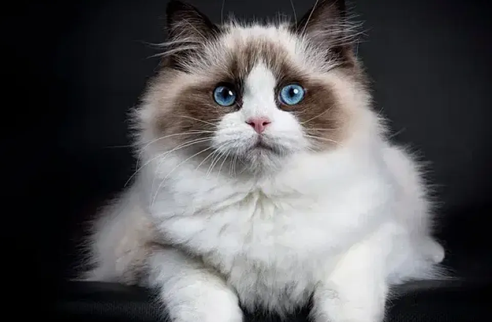 Separation Anxiety in Cats