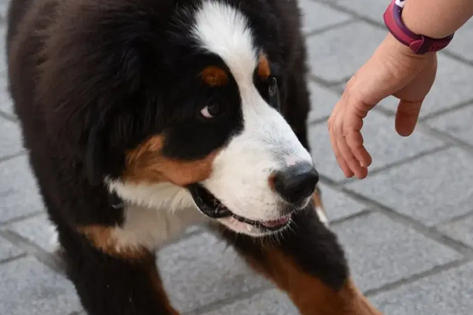 How to Calm an Anxious Dog