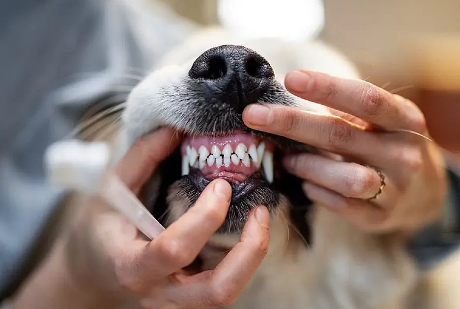 Dental Disease in Dogs: Periodontal Disease Symptoms, Stages, and Treatment