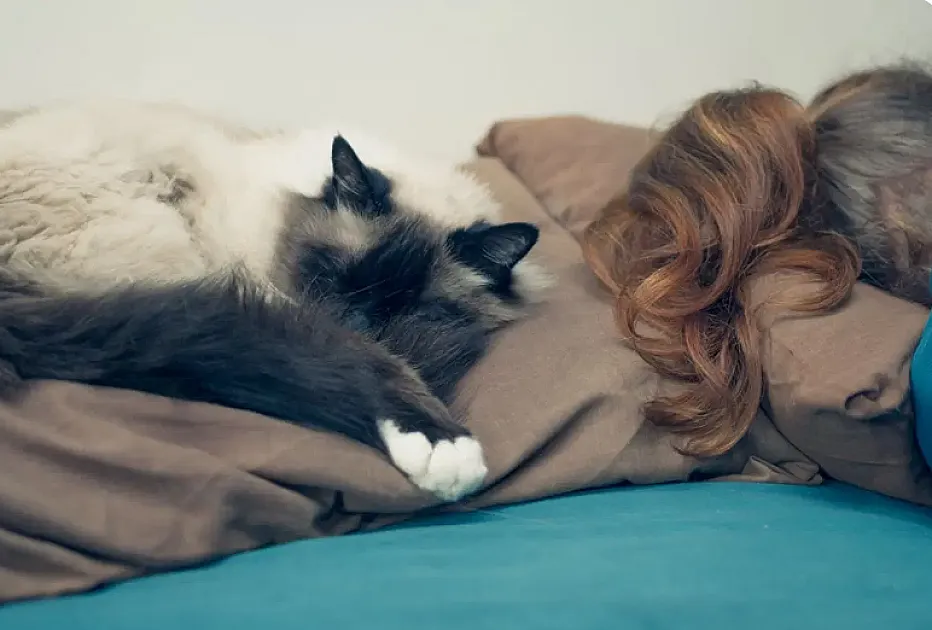 Lethargy in Cats: Causes, Warning Signs, and When to See a Vet