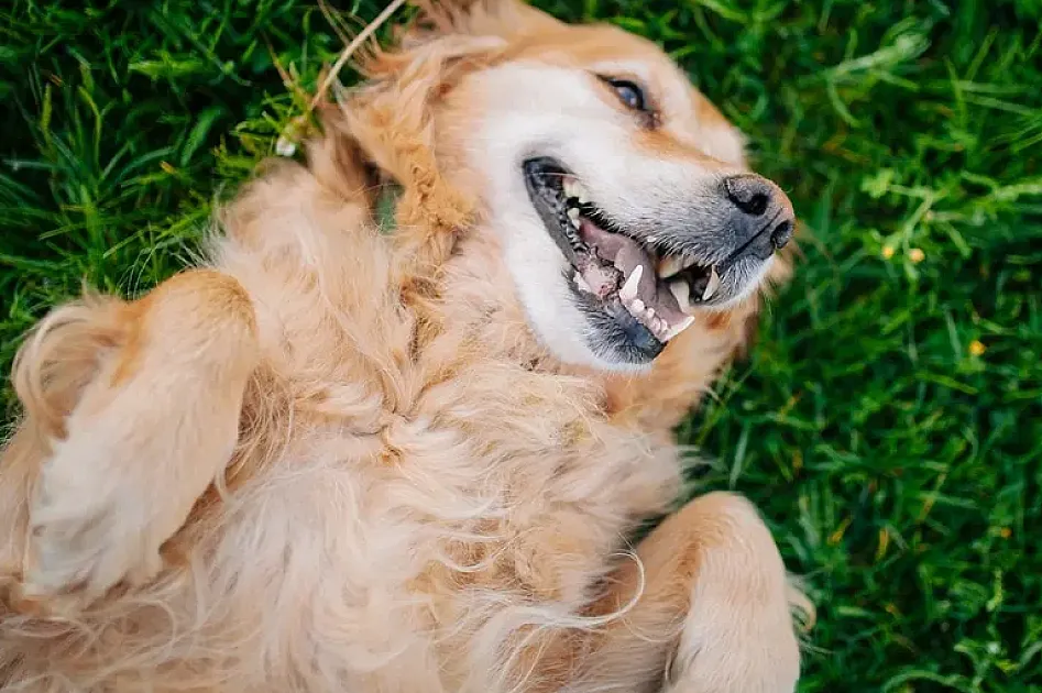 Is Pet Insurance Worth It?